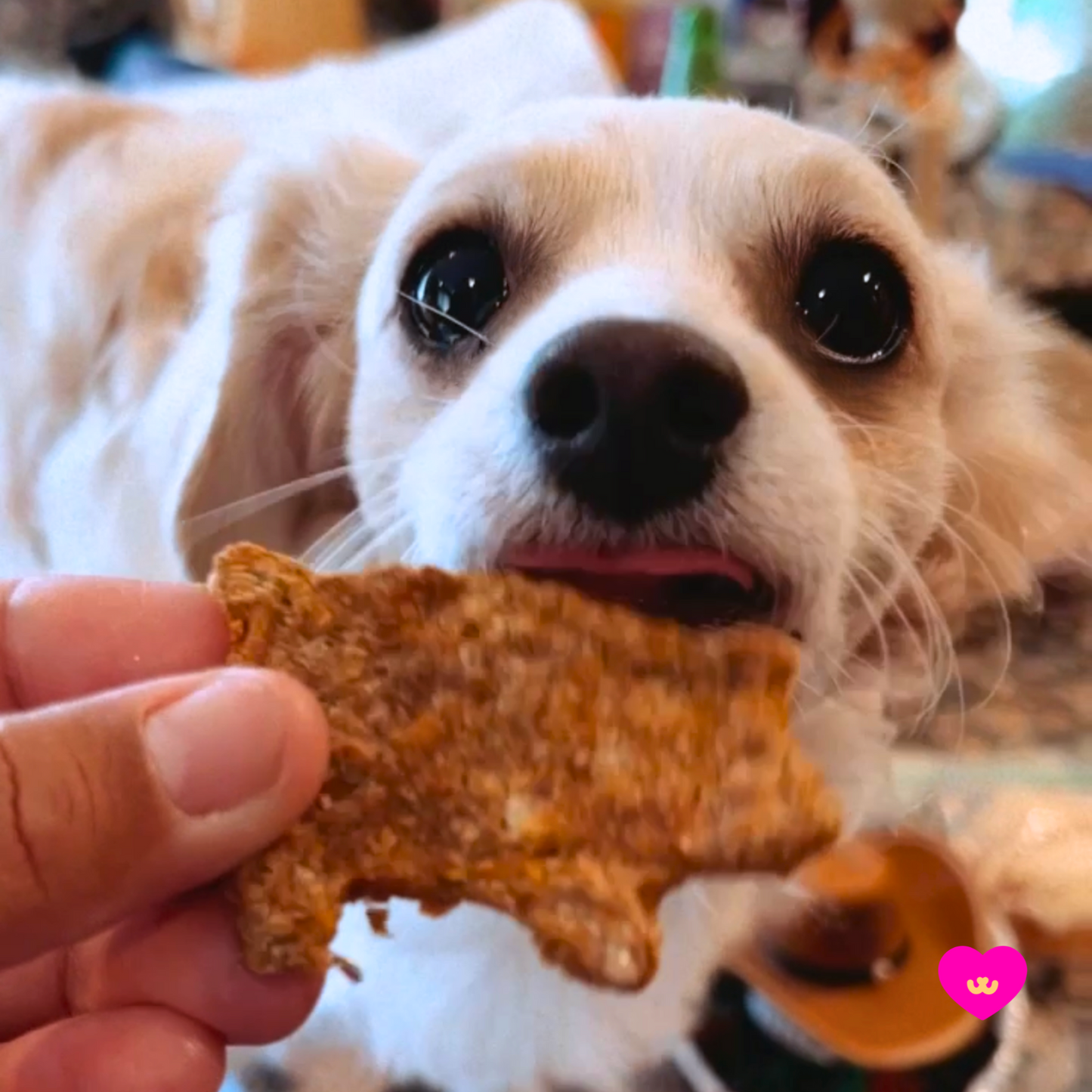 Puerquitos Dog Treats
